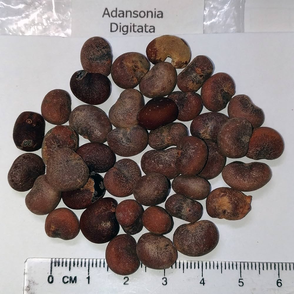 3月入荷 200粒 バオバブ アダンソニア ディギタータ 種 種子 証明書あり0 Amazon.co.jp: 【種子】Adansonia Digitata◇アダンソニア